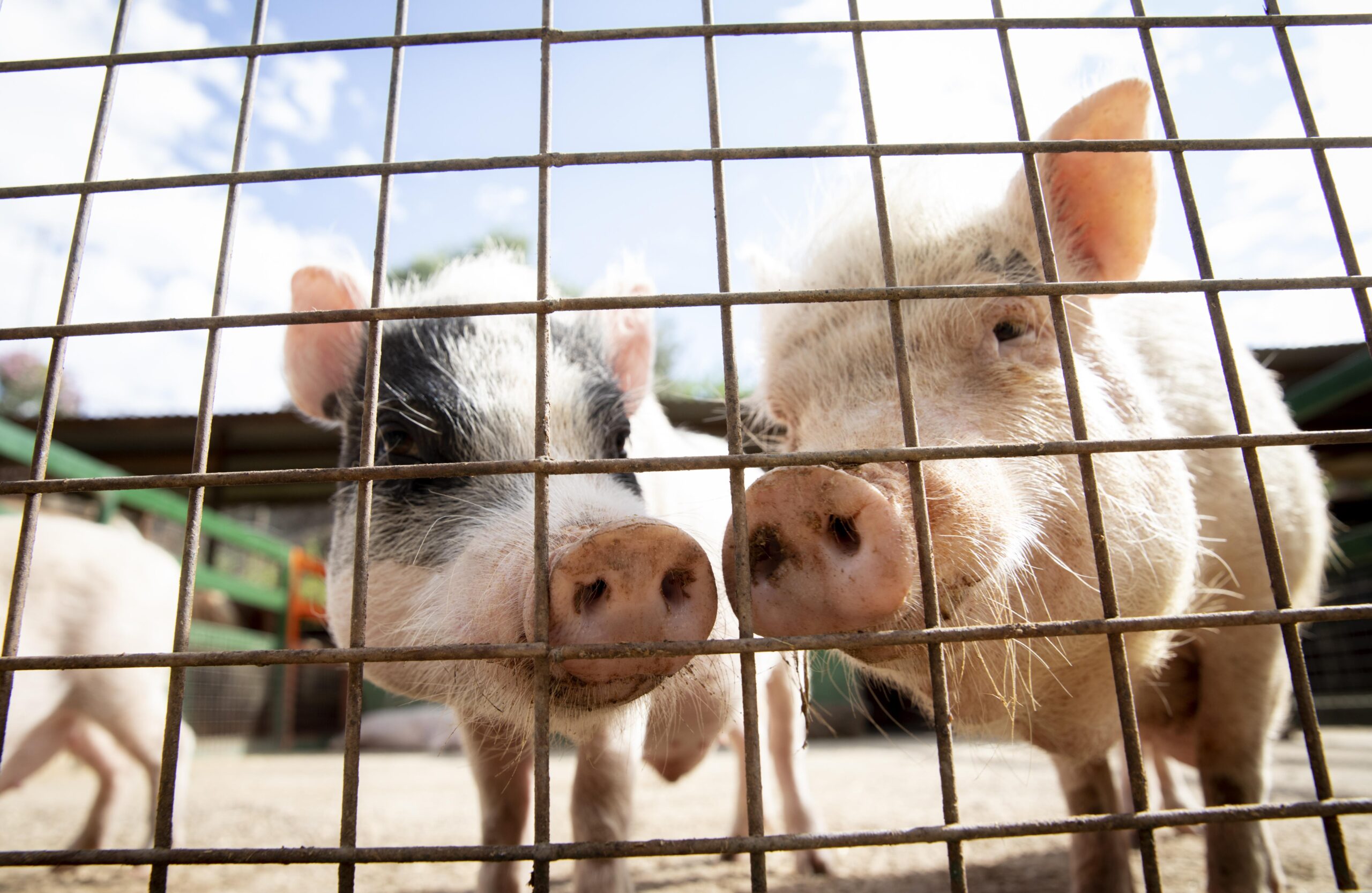 adorable-baby-pigs-farm